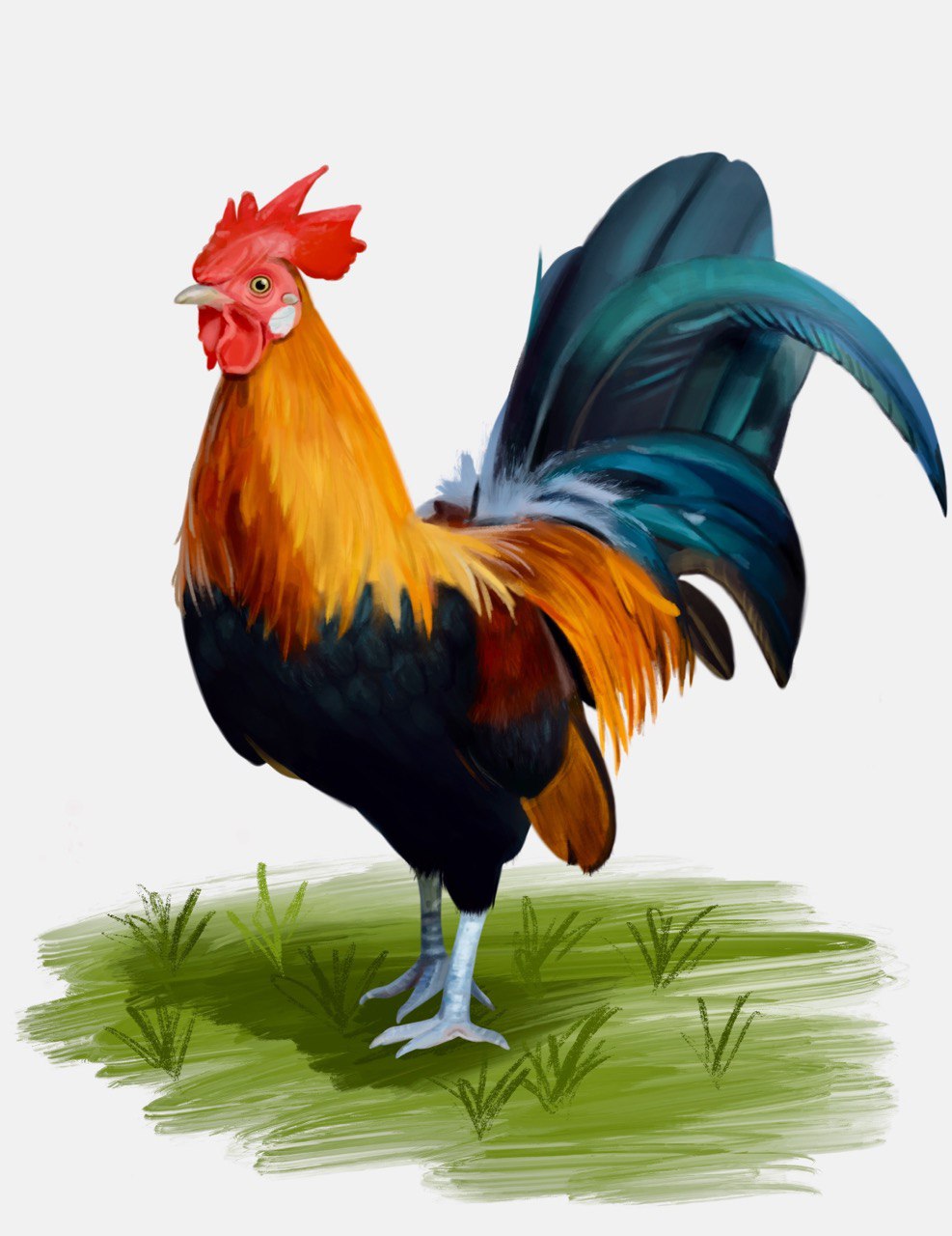 Rooster
